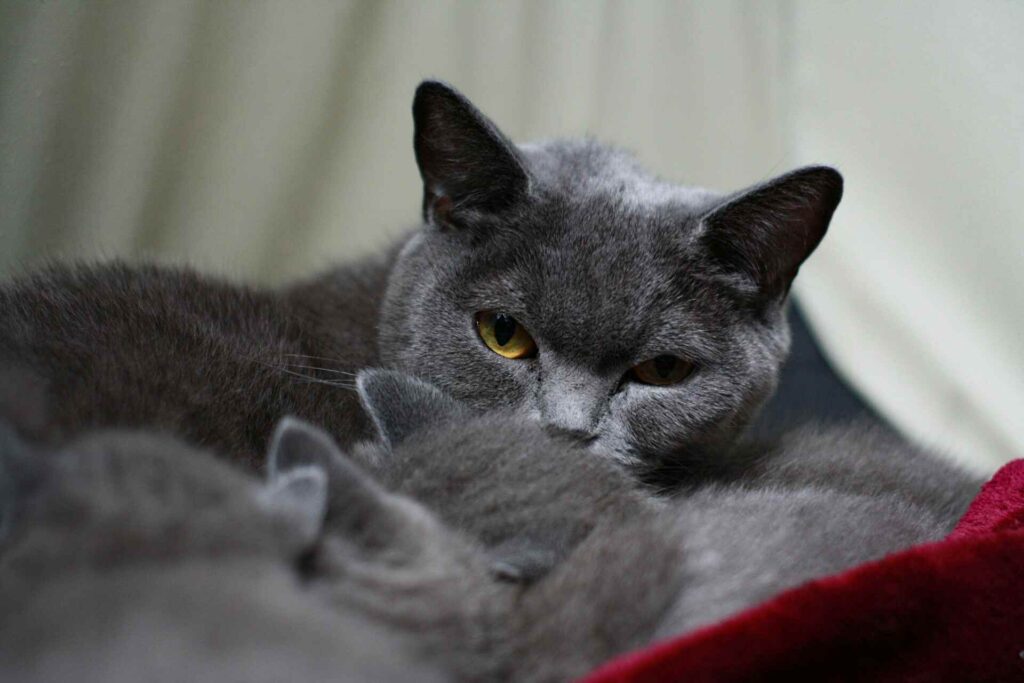 Grey cat with striking yellow eyes, sitting gracefully and gazing intently.