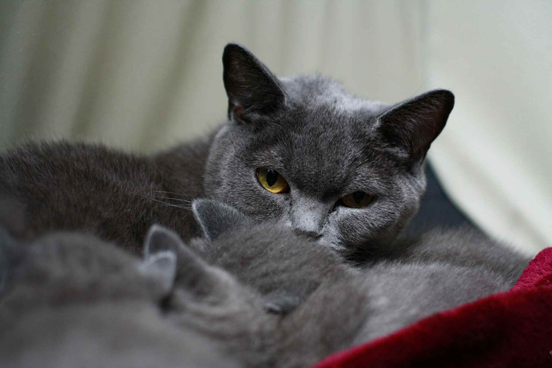 Grey cat with bright yellow eyes, sitting calmly and observing its surroundings.