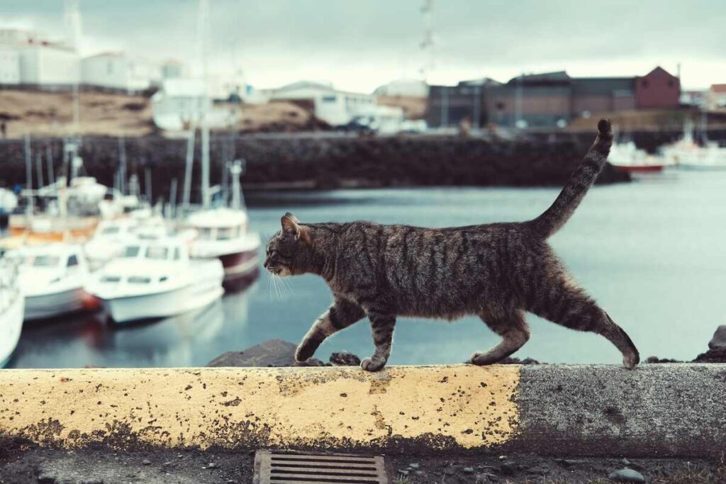 A grey cat is walking along the shore of the sea, with a ship standing on the wall behind it.