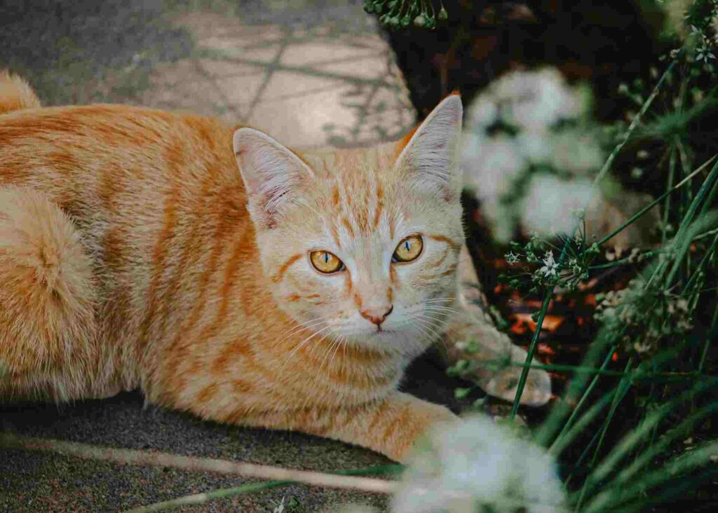 Image of a Manx Cat, known for its unique tailless appearance, round face, and sturdy build. The Manx is a playful and affectionate breed with a distinctive hopping gait.