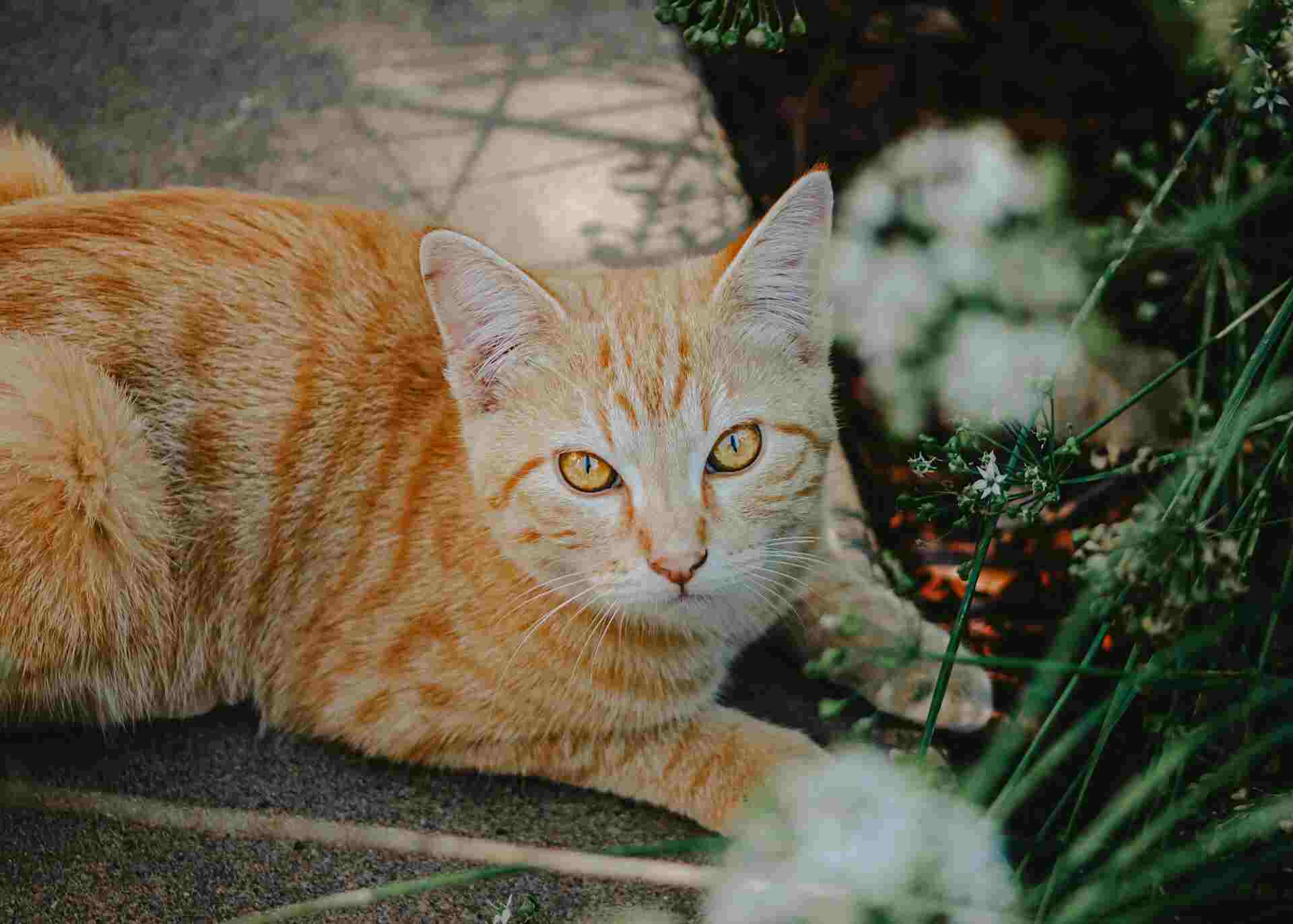 Manx cat known for its tailless trait and round features.