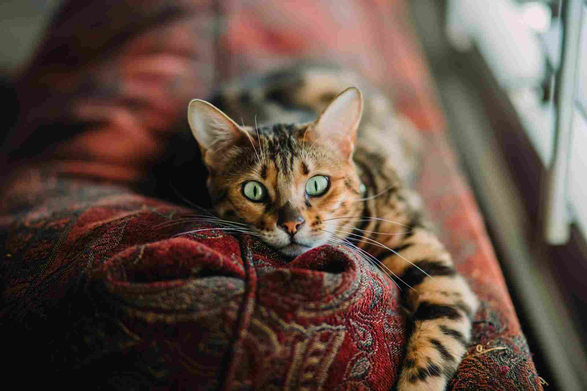 Image of a cat exploring a variety of enrichment toys and activities, highlighting its playful demeanor and curiosity.