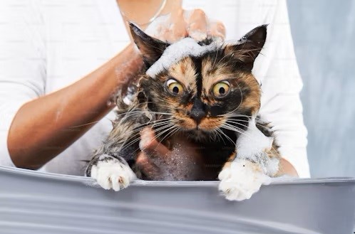 The girl is bathing the cat, and there is soap on it