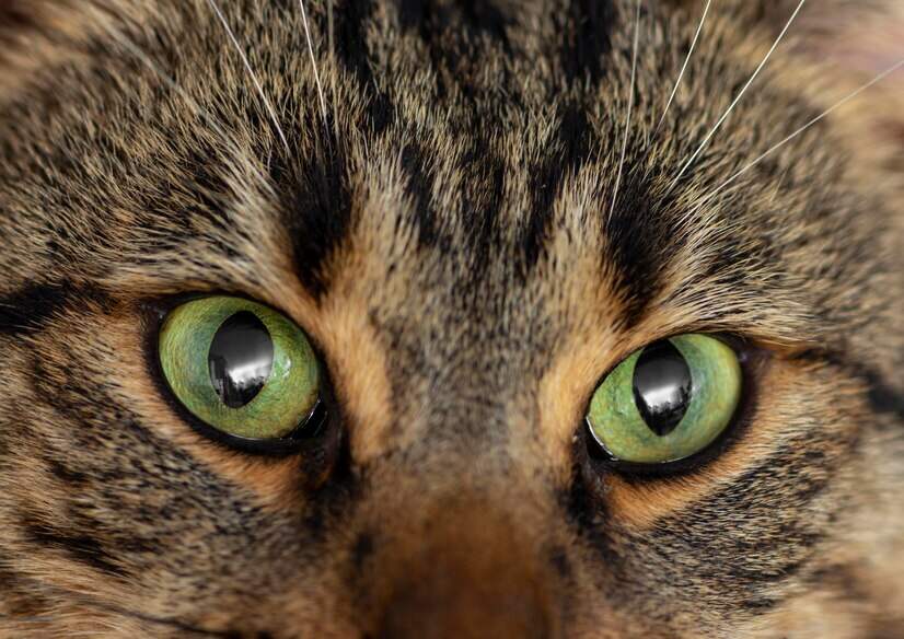 Amber Eyes in Cats: A Rare and Enchanting Trait