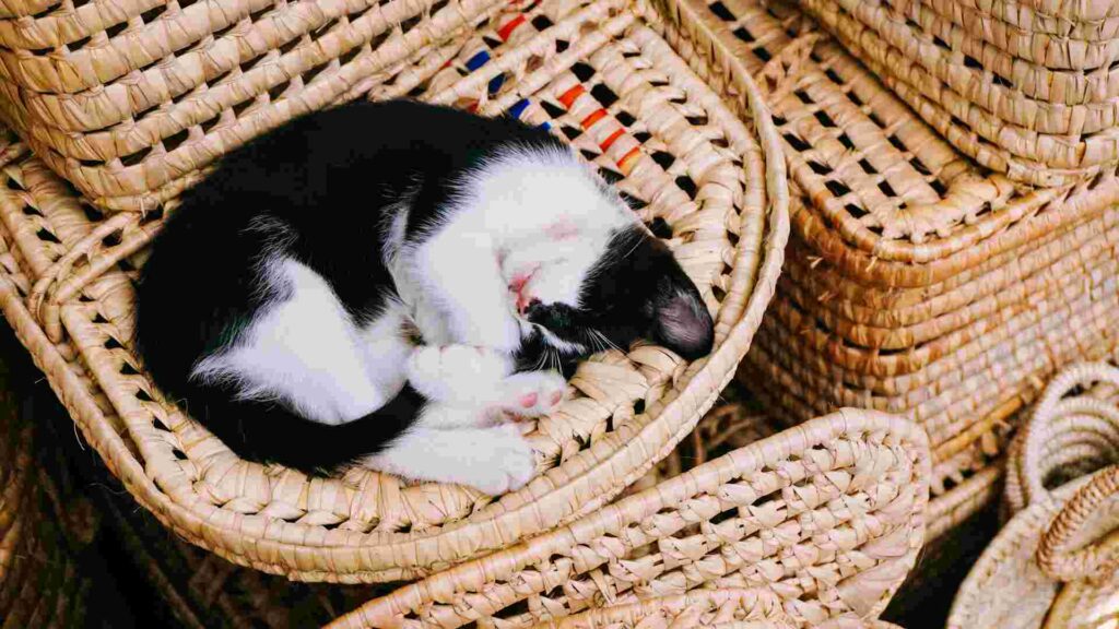 A black and white cat is peacefully sleeping in a basket.