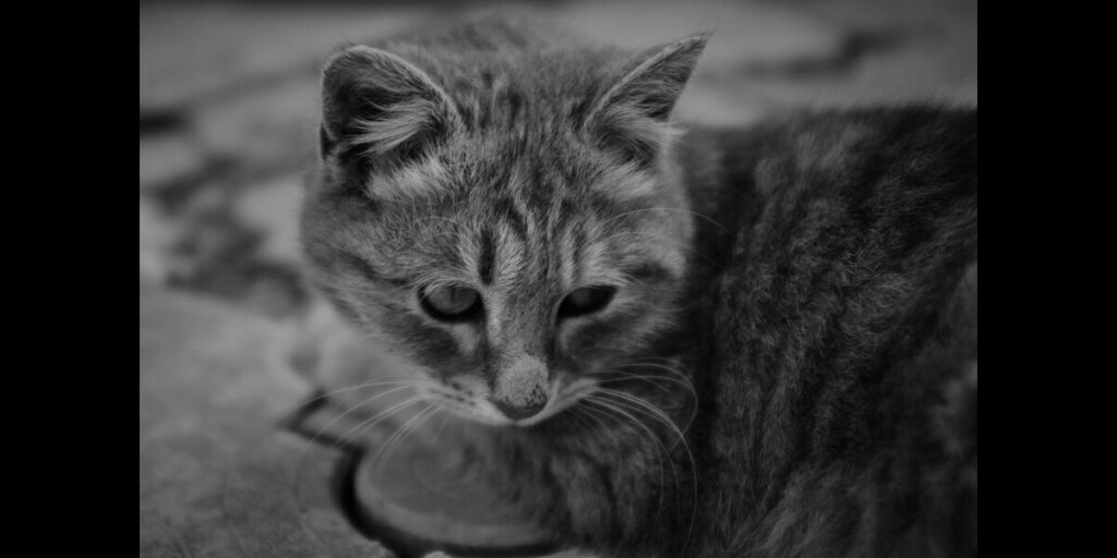 Grey cat sitting quietly, looking down with a calm and focused gaze.