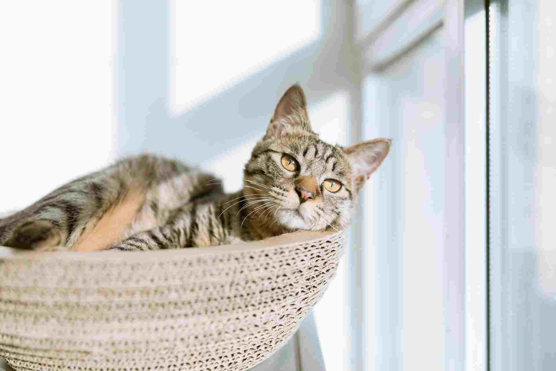 A cat enjoying a warm sunbeam, basking in the sunlight.