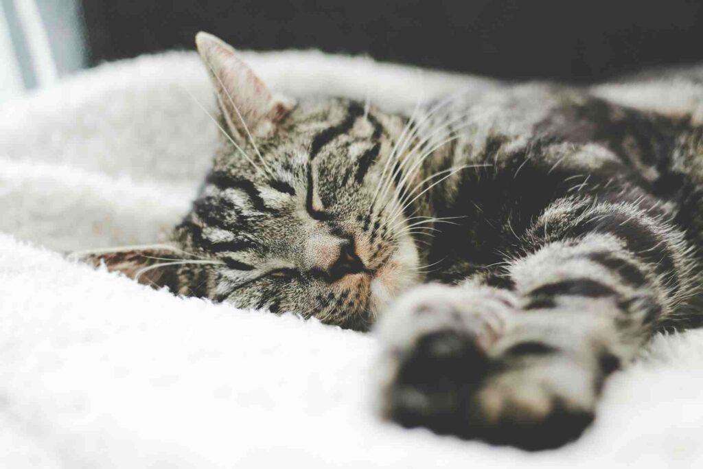 A variety of cats sleeping in different positions: one curled up in a ball, another lying on its back with paws in the air, a third stretched out on its side, and a fourth curled with its tail around its face. Each cat appears relaxed and peaceful in their cozy sleep poses.