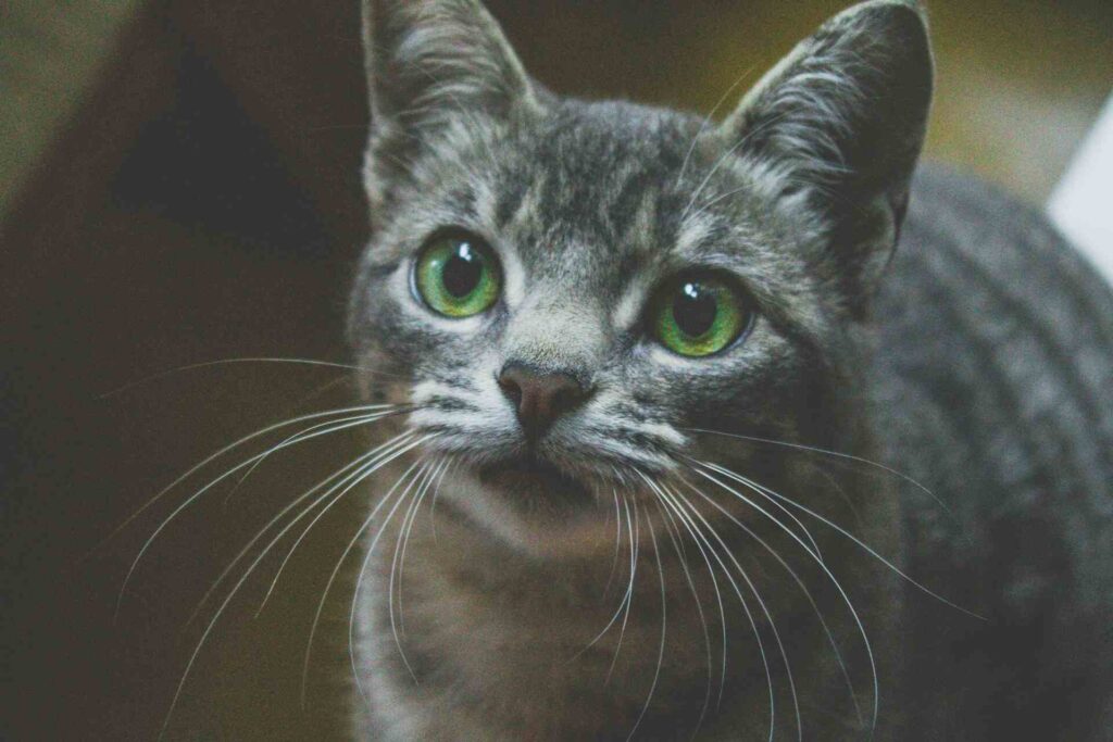 Nebelung Cats