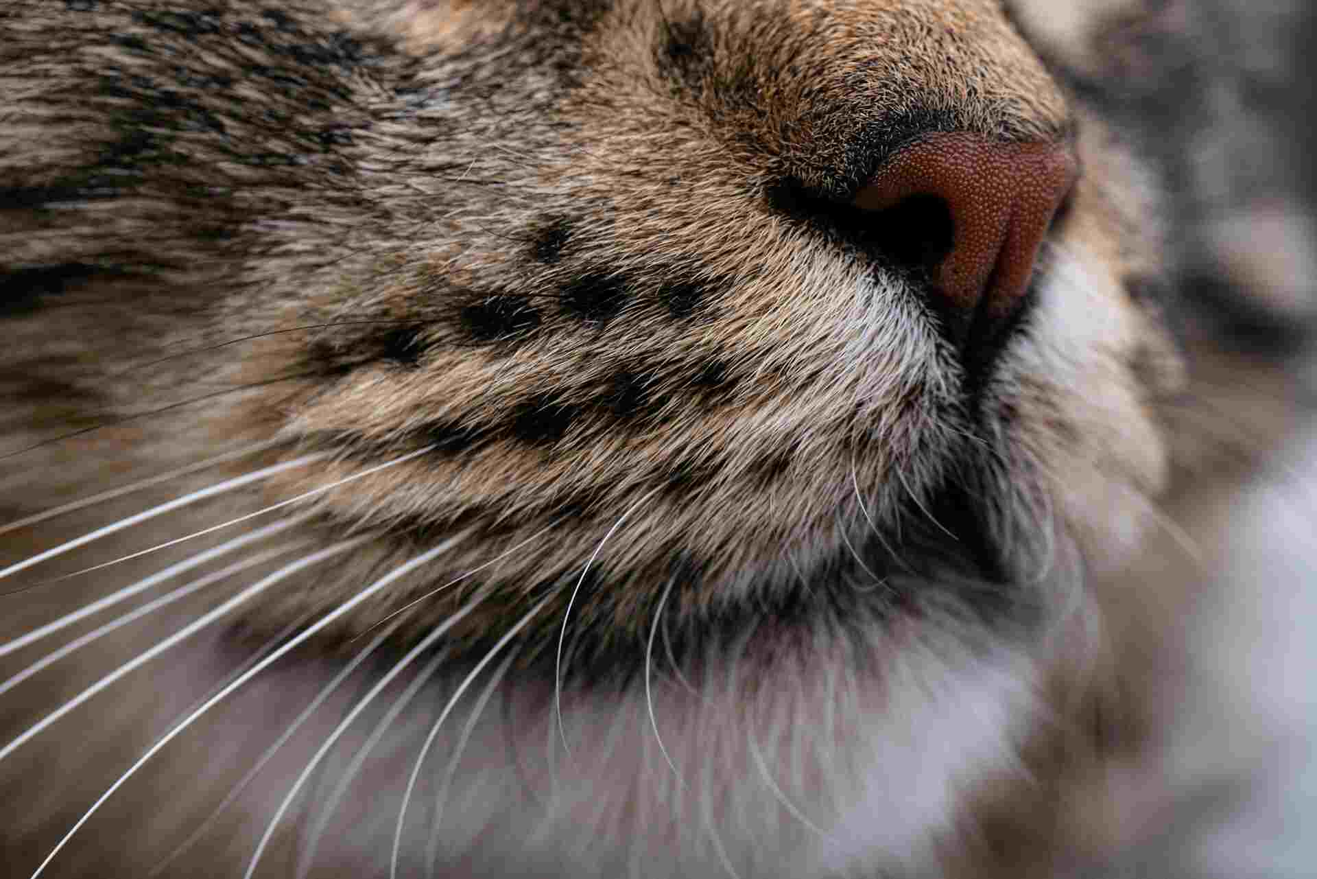 Understanding Cat Whiskers