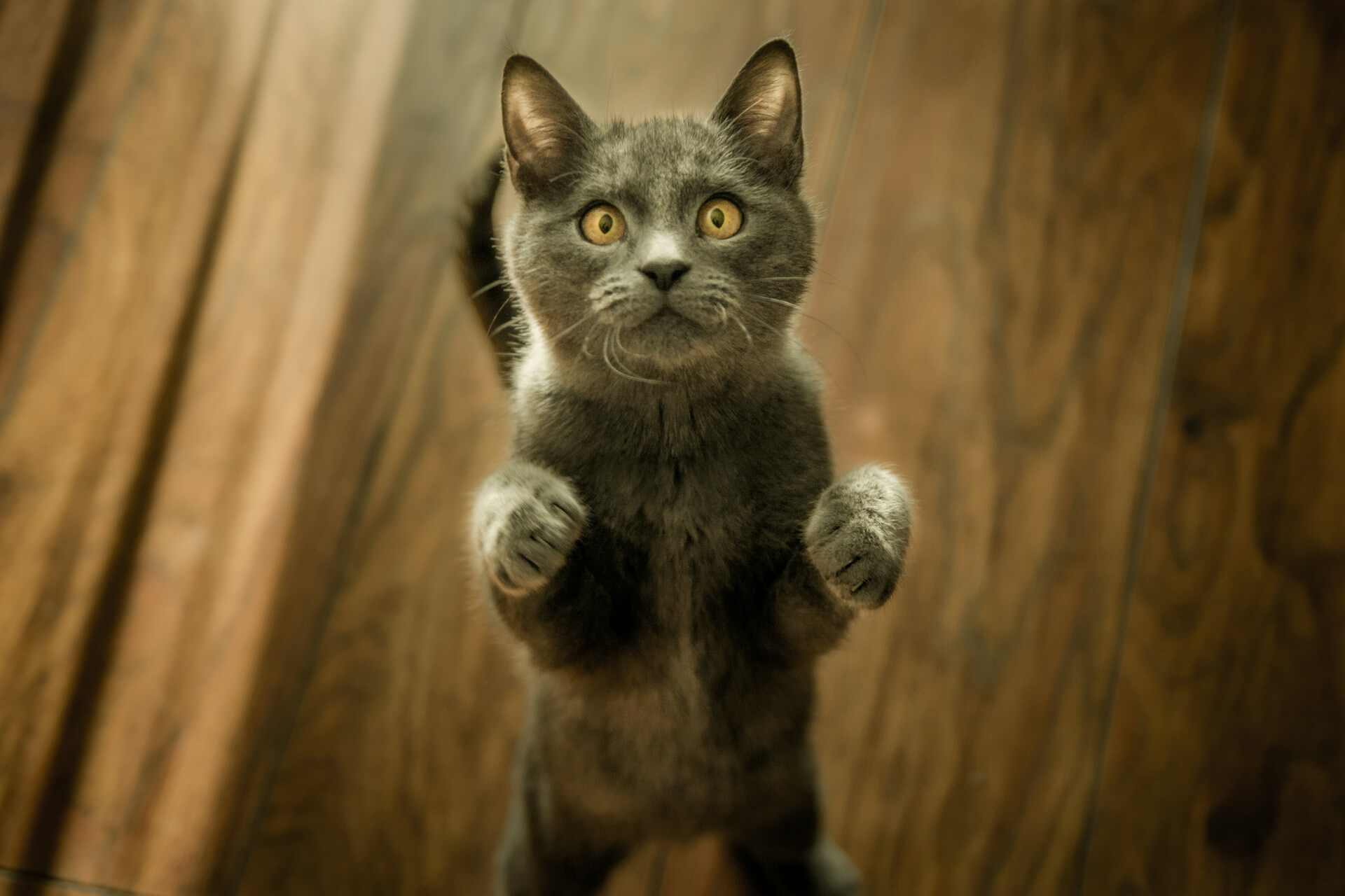 A cat standing on its hind legs with front paws raised, appearing curious and alert