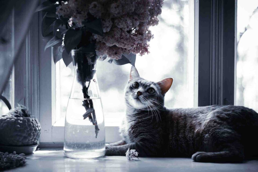 Grey cat sitting on a table, curiously gazing at the nearby colorful flowers.