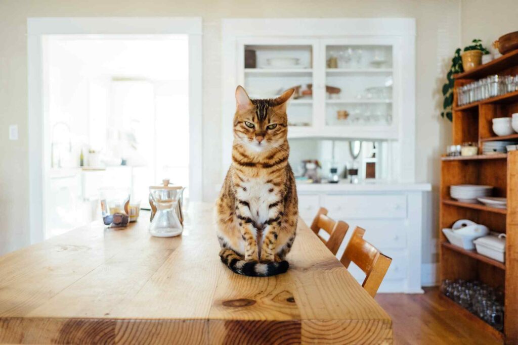 A playful cat staring intently, as if deep in thought, representing cleverness.