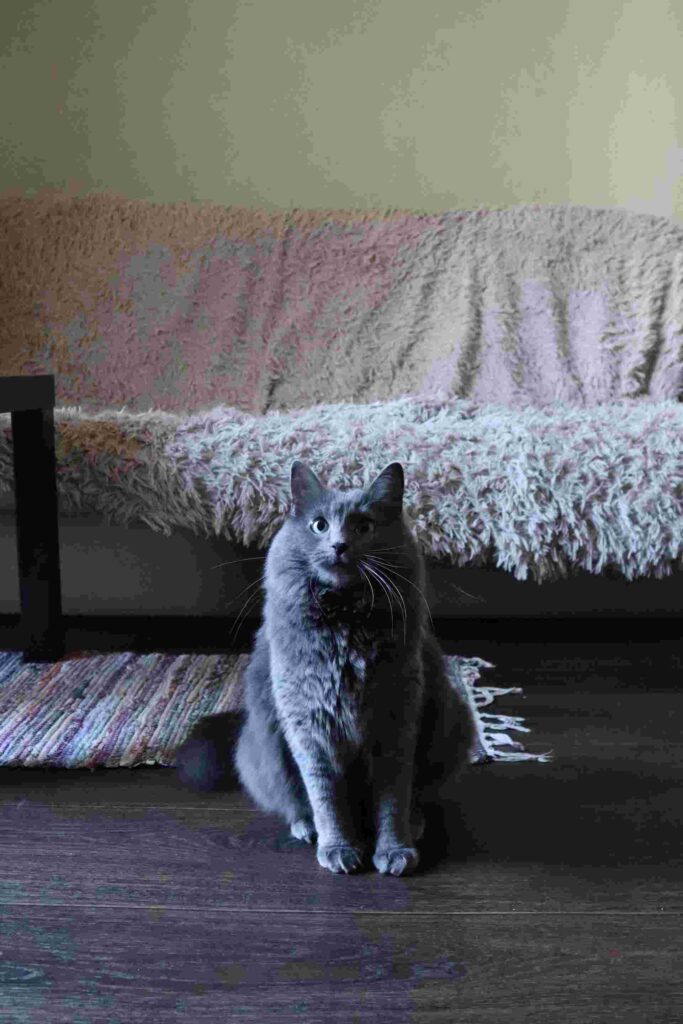 Graceful Nebelung Cat with a silky blue-gray coat, expressive green eyes, and a long, elegant tail.