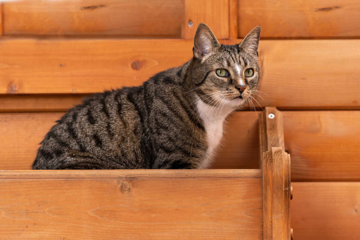 An American Bobtail cat standing inside a box, looking curious and relaxed.