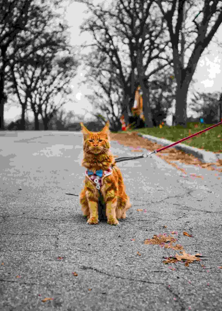 The yellow cat is sitting in the park, and it has a harness and a leash around its neck.