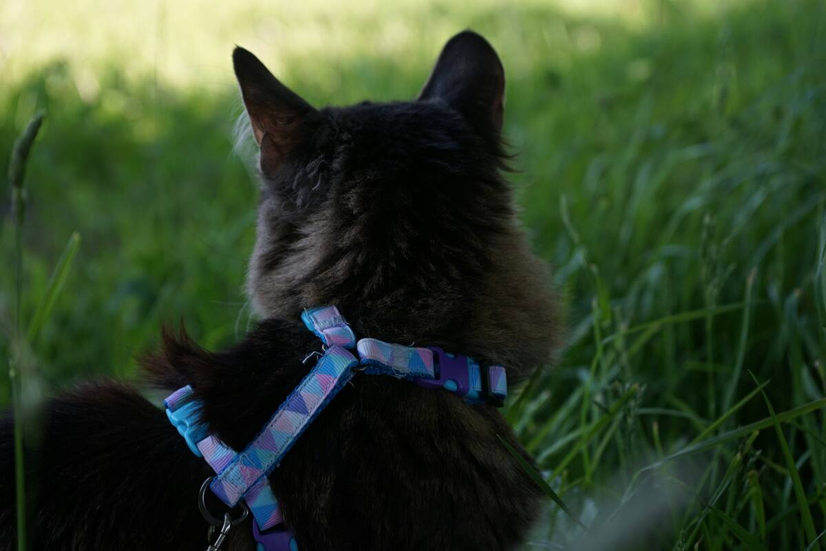 A black cat is standing in the jungle, and it has a blue harness around its neck.