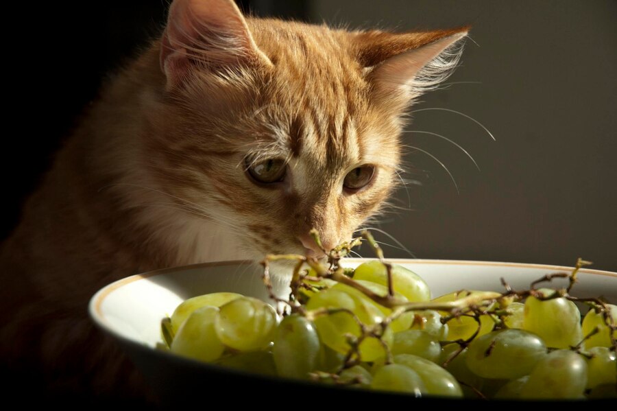 A tabby cat nibbling on a green grape, capturing a rare and curious moment.