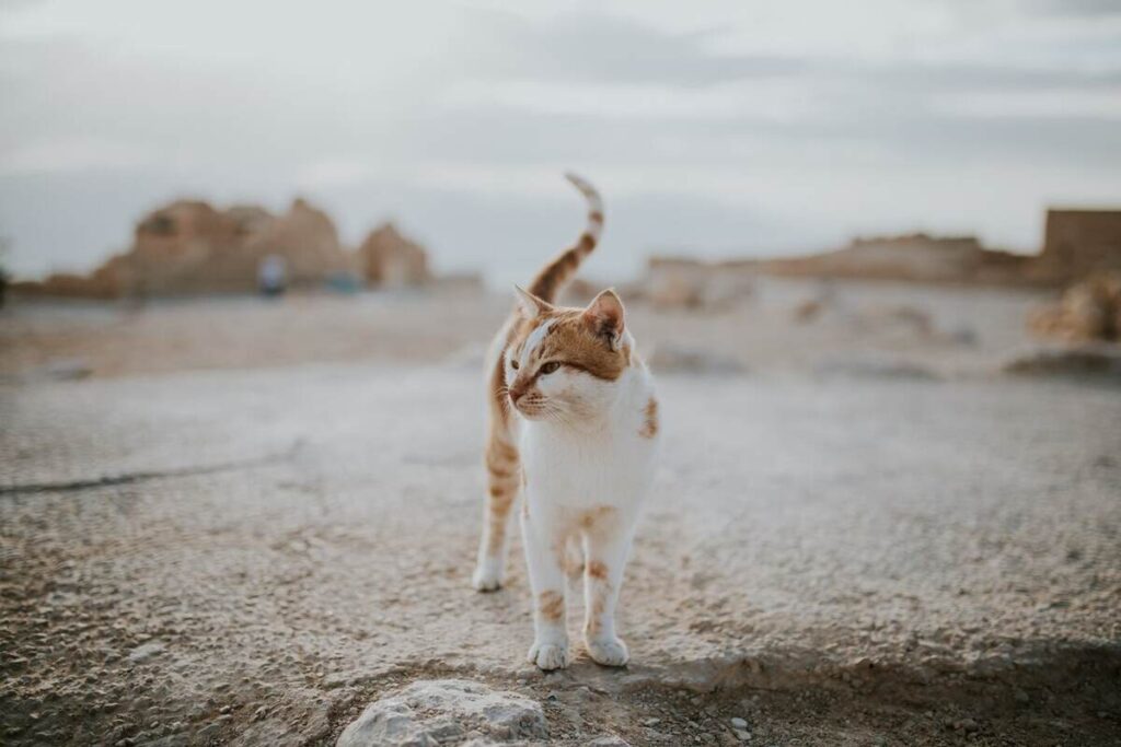 Arabic Cat standing in desert