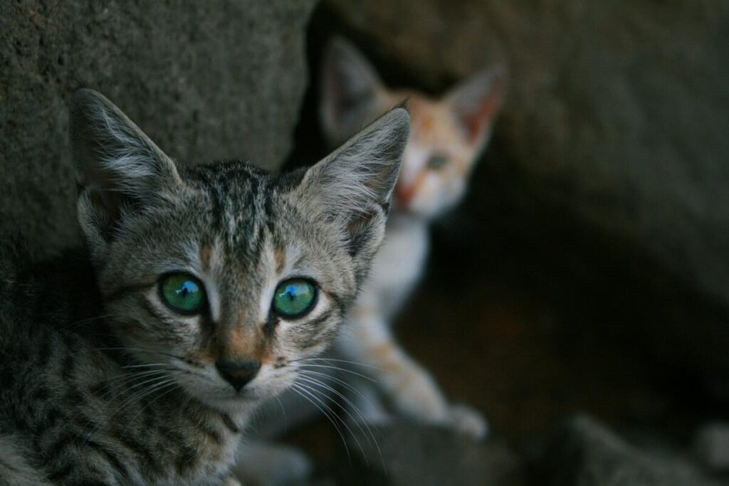 A cute little grey kitten is sitting, with green-colored eyes, and a blurry yellow kitten can be seen behind it.