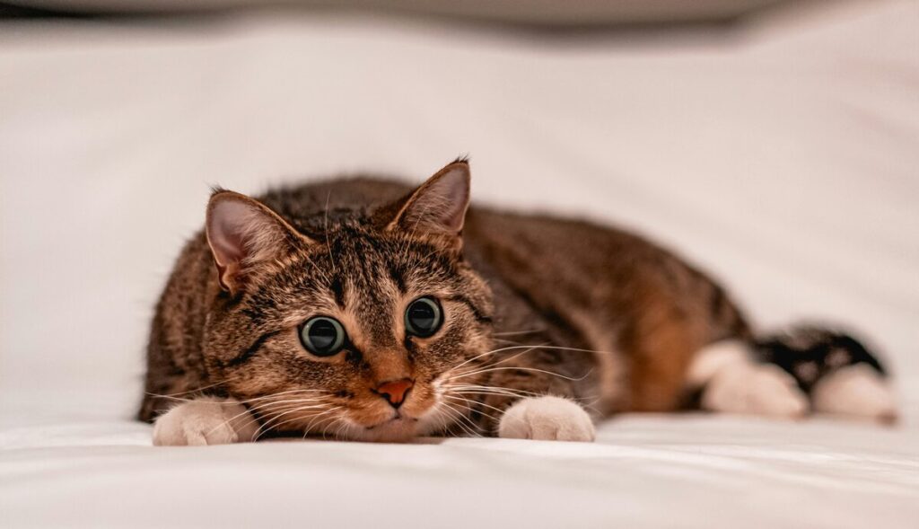 The brown cat is sitting alone and staring