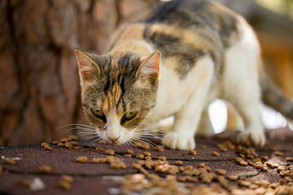 A cat is eating food from the ground.