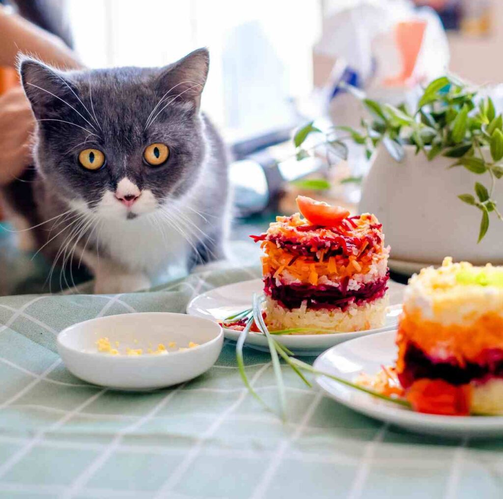 A cat is sitting in front of a cake, and the cat is looking at it.