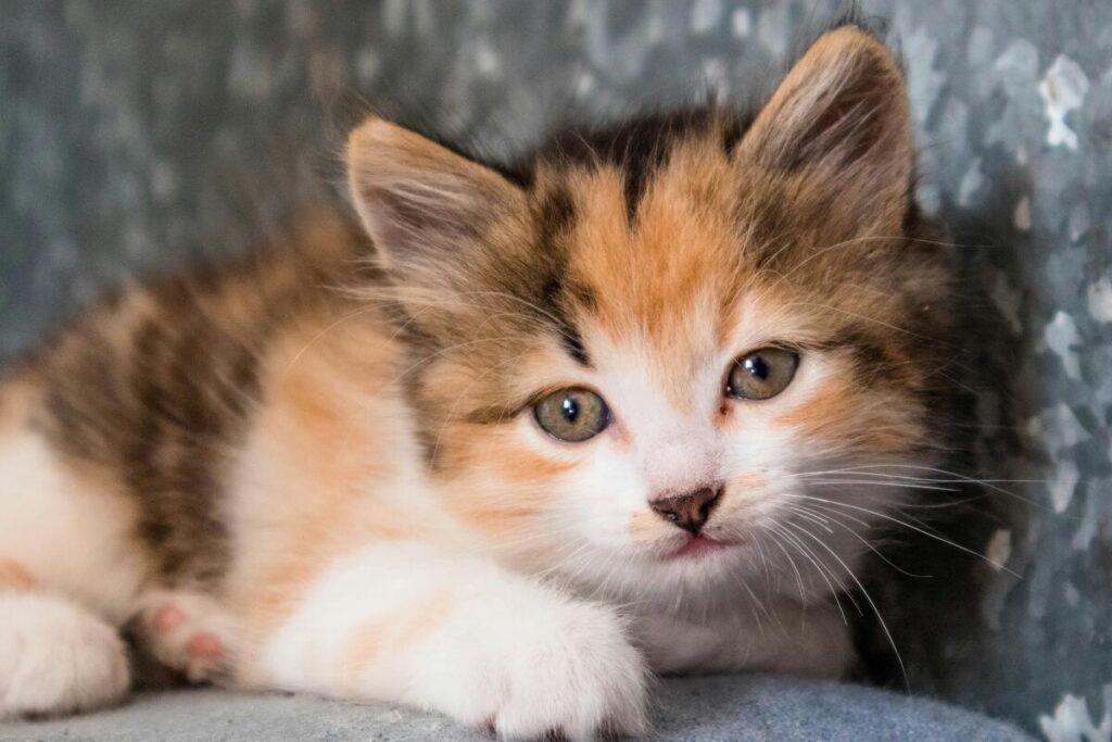 beautiful calico cat