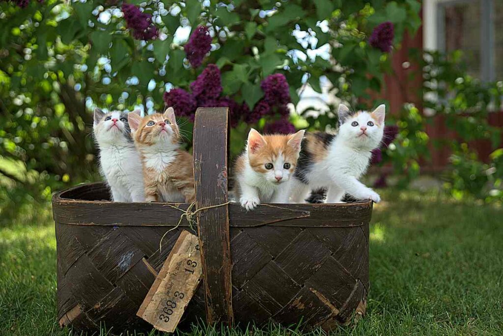 Four kittens are sitting together in a basket in a very beautiful garden.