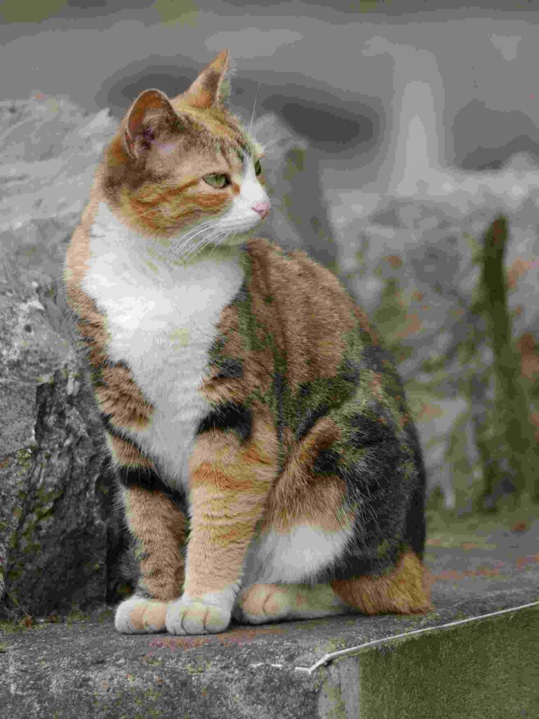 A Calico cat Sit in Position