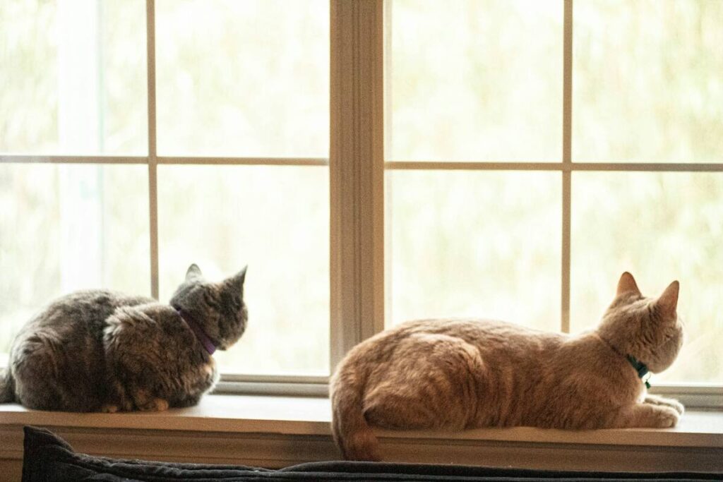 Two kittens of different colors are sitting in a window, looking outside.