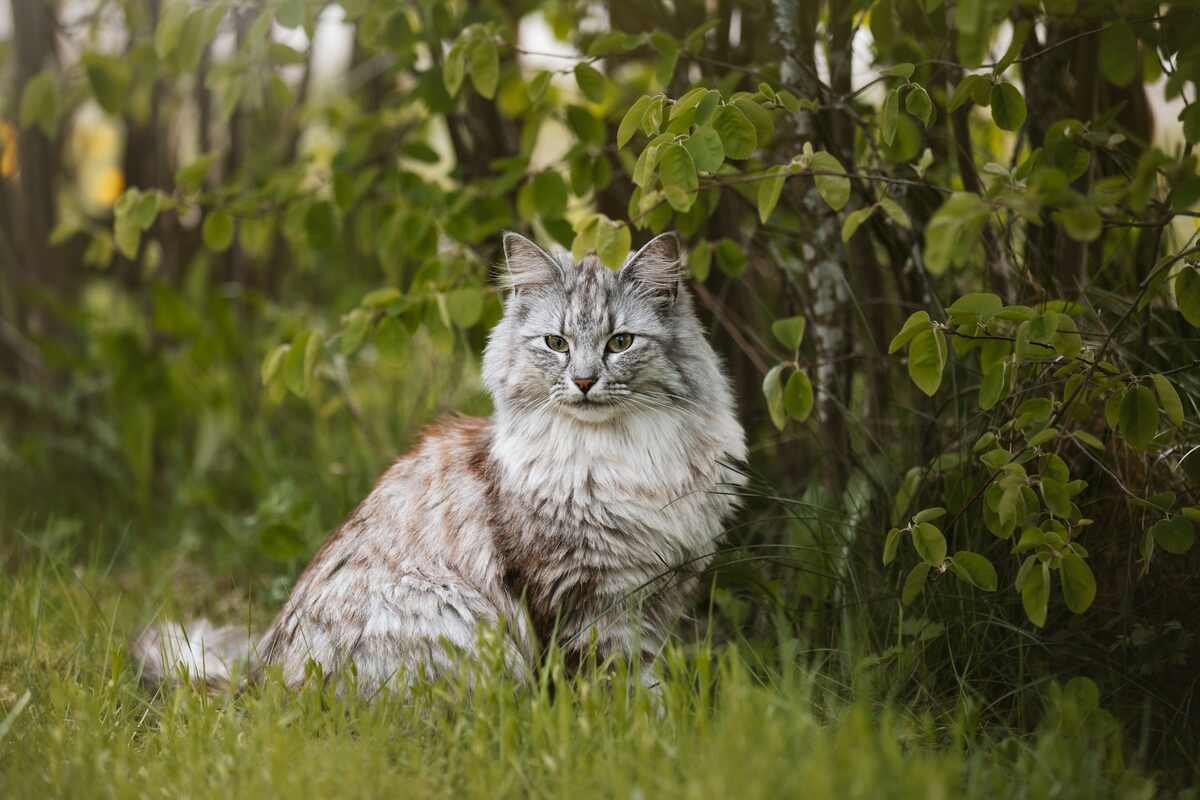 A Norwegian Forest Cat with a luxurious, bushy tail and a proud stance, showcasing its thick fur and elegant features, surrounded by a serene woodland setting.