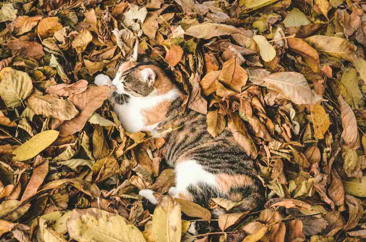 A cute cat is lying on dry leaves.