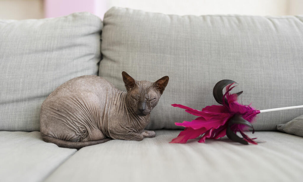 The Cornish Rex cat is sitting on the sofa with its eyes closed.