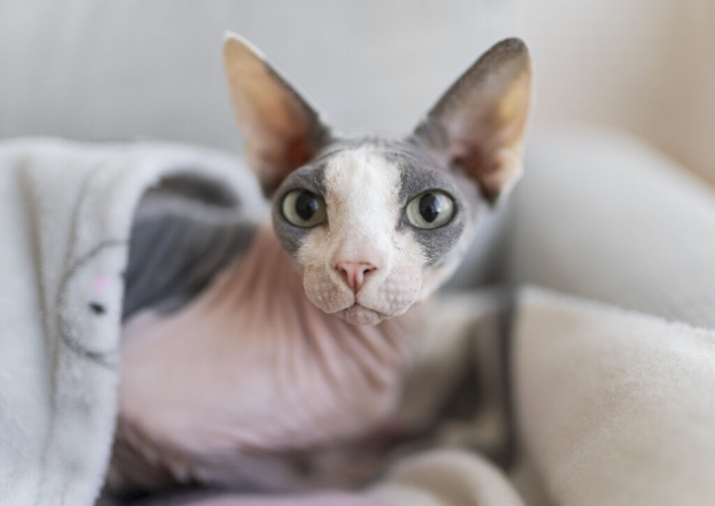 Cornish Rex sitting in the blanket