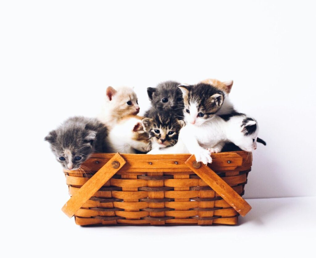 Eight different types of kittens are sitting together in a basket.