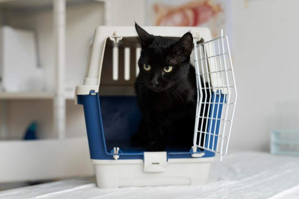 A black inside the carrier