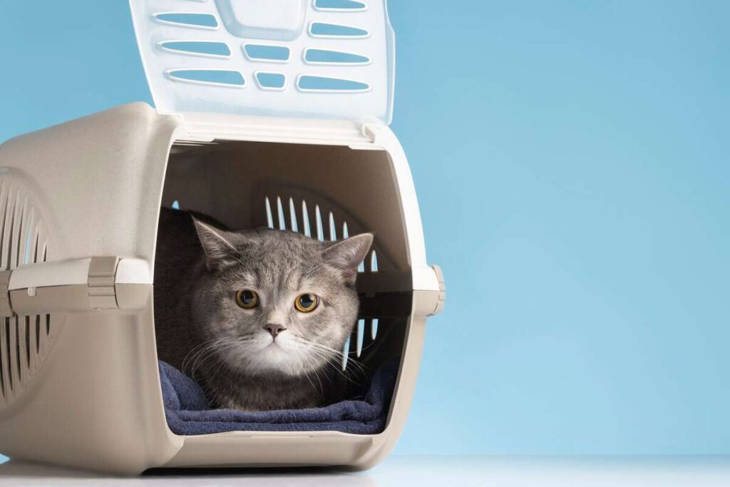 cat carrier box