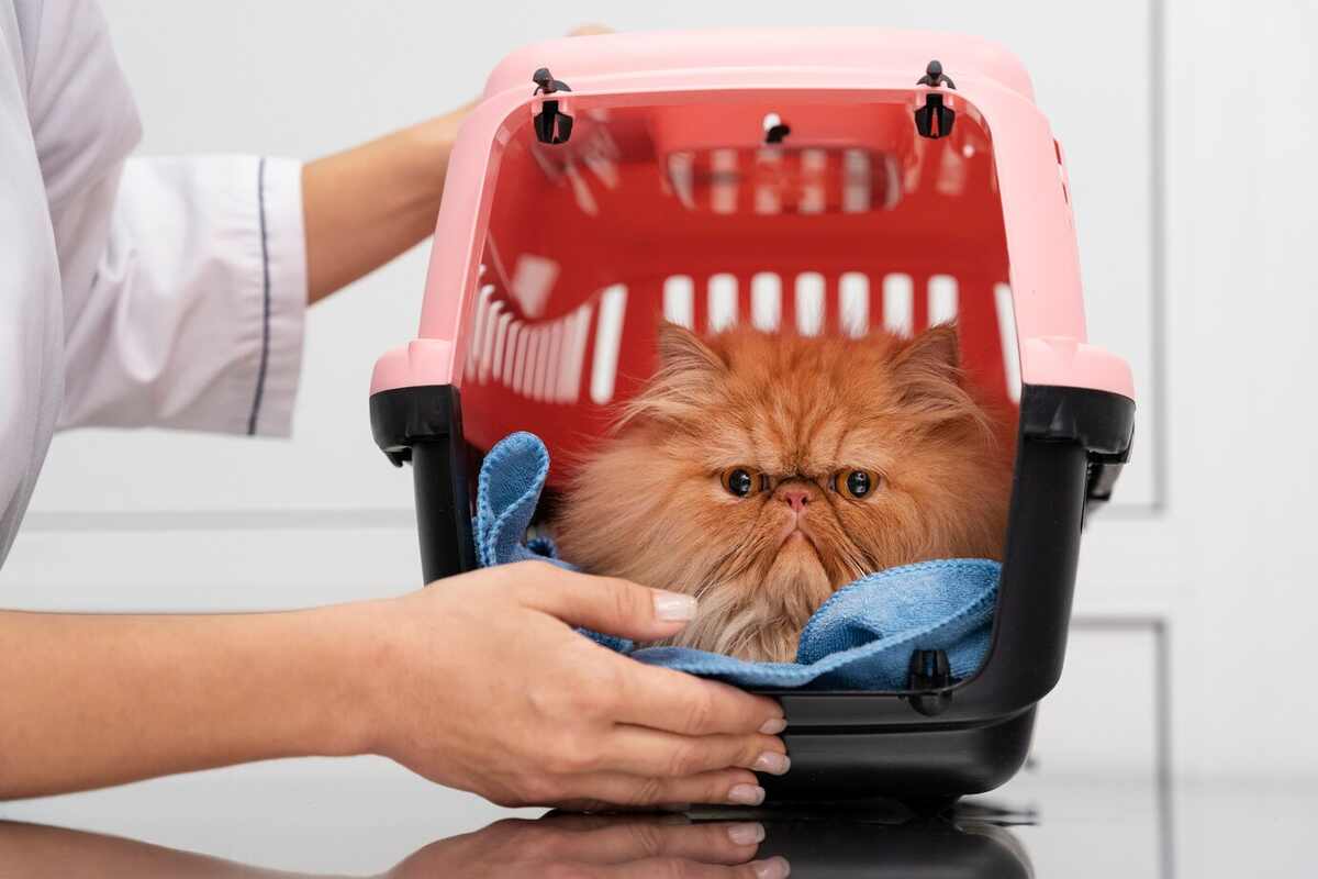 A beautiful brown cat inside a carrier, looking calm and content.