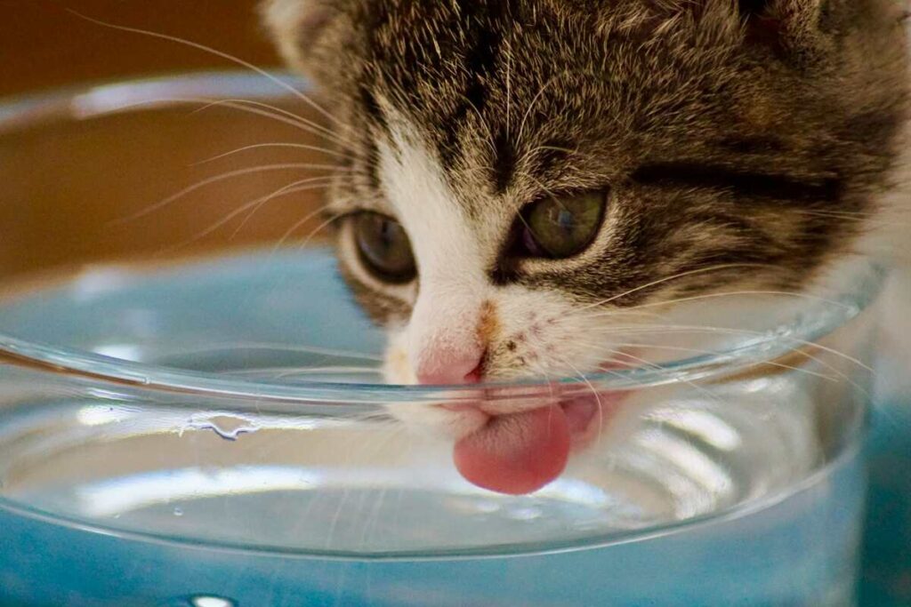 cat drinking water