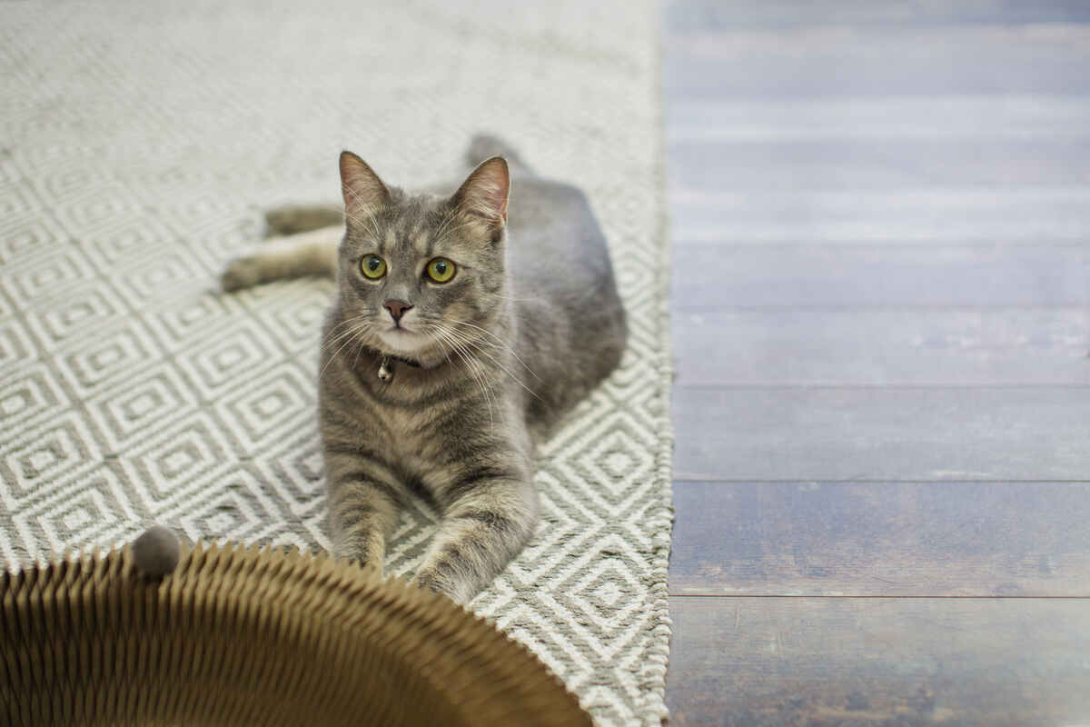 Grey cat sitting comfortably on a mat, looking relaxed.