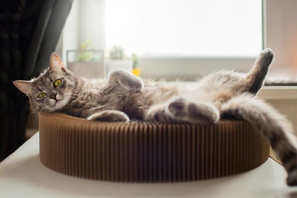 grey cat on bed