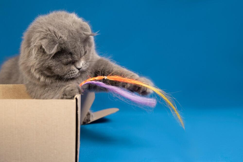 Interactive Cat Toys: Things You Must Know