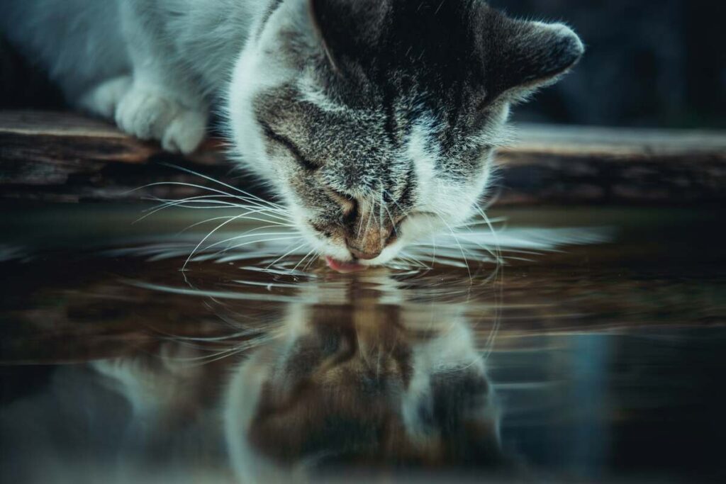 cat drinking water in river