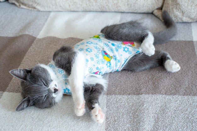 cat in diapers