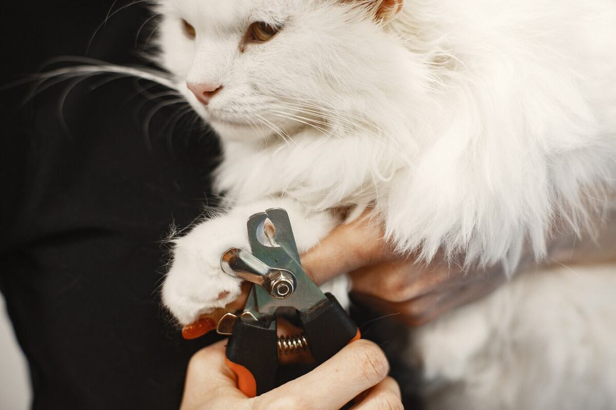 A girl is cutting the nails of a white-haired cat.