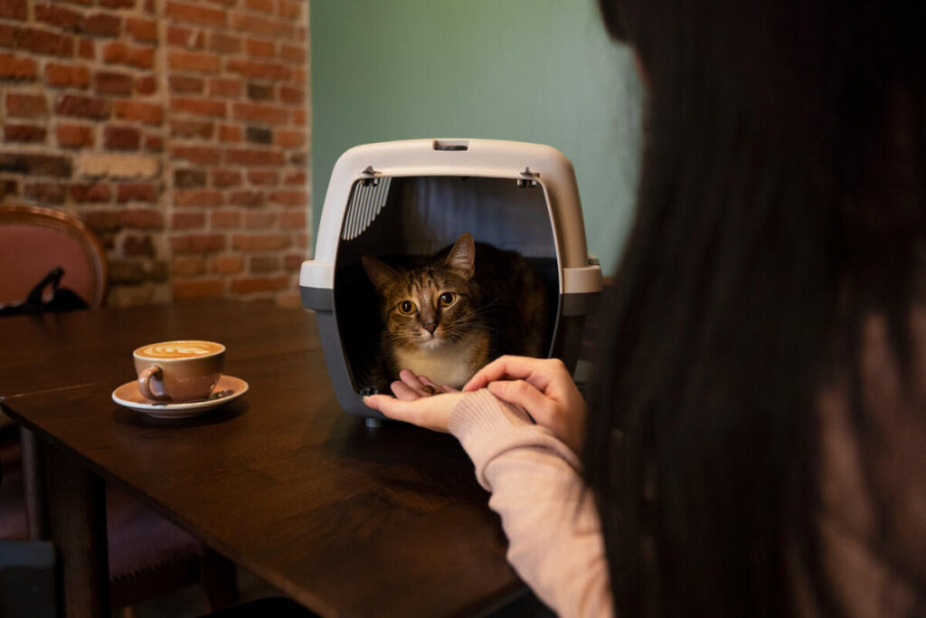 Cat Kennel