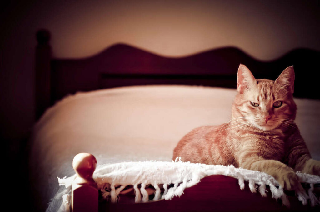 Best Cat Bed: A Guide to Choosing the Perfect One 